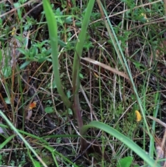 Diuris pardina at Sutton, NSW - suppressed