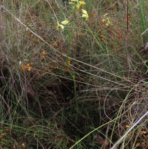 Diuris pardina at Sutton, NSW - suppressed