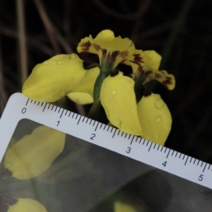 Diuris pardina at Sutton, NSW - 22 Oct 2022