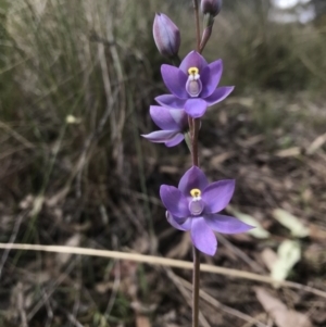 Thelymitra nuda at Wamboin, NSW - suppressed