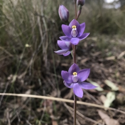 Thelymitra nuda (Scented Sun Orchid) at Wamboin, NSW - 4 Nov 2022 by Devesons