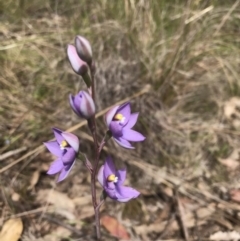 Thelymitra nuda at Wamboin, NSW - suppressed