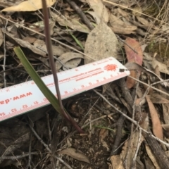 Thelymitra nuda at Wamboin, NSW - suppressed