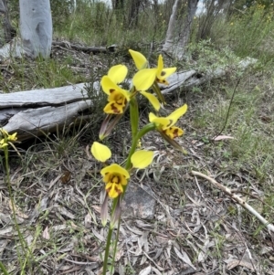 Diuris sulphurea at Bruce, ACT - suppressed