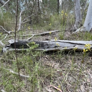 Diuris sulphurea at Bruce, ACT - 4 Nov 2022