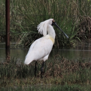 Platalea regia at Franklin, ACT - 26 Oct 2022