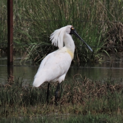 Platalea regia (Royal Spoonbill) at Franklin, ACT - 25 Oct 2022 by AndyRoo