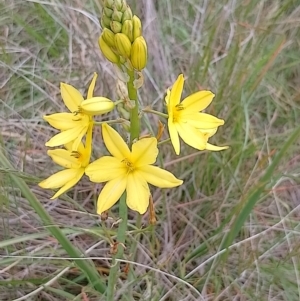 Bulbine bulbosa at Jerrabomberra, ACT - 4 Nov 2022 01:40 PM