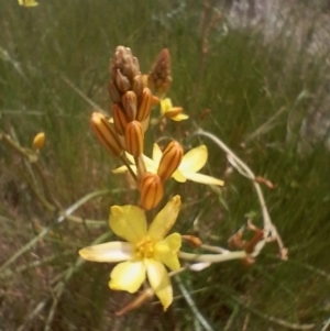 Bulbine bulbosa at Jerrabomberra, ACT - 4 Nov 2022 01:40 PM