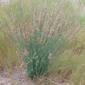 Juncus usitatus at Jerrabomberra, ACT - 4 Nov 2022 01:42 PM