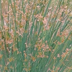 Juncus usitatus at Jerrabomberra, ACT - 4 Nov 2022 01:42 PM