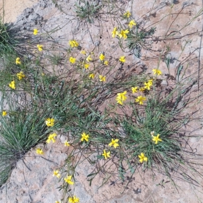 Goodenia pinnatifida (Scrambled Eggs) at Jerrabomberra, ACT - 4 Nov 2022 by CallumBraeRuralProperty