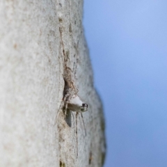 Tamopsis sp. (genus) (Two-tailed spider) at Hackett, ACT - 29 Oct 2022 by MarkT