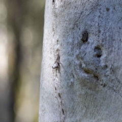 Tamopsis sp. (genus) at Hackett, ACT - 30 Oct 2022