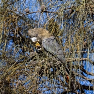 Calyptorhynchus lathami lathami at Hackett, ACT - 30 Oct 2022