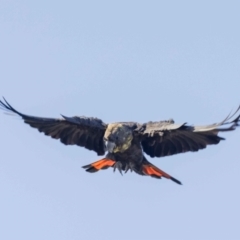 Calyptorhynchus lathami lathami at Hackett, ACT - 30 Oct 2022