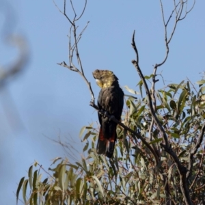 Calyptorhynchus lathami lathami at Hackett, ACT - 30 Oct 2022