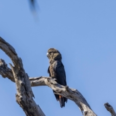 Calyptorhynchus lathami lathami at Hackett, ACT - 30 Oct 2022