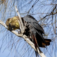 Calyptorhynchus lathami lathami at Hackett, ACT - 30 Oct 2022