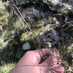 Juncus remotiflorus (A Rush) at Molonglo Valley, ACT - 11 Sep 2022 by Tapirlord