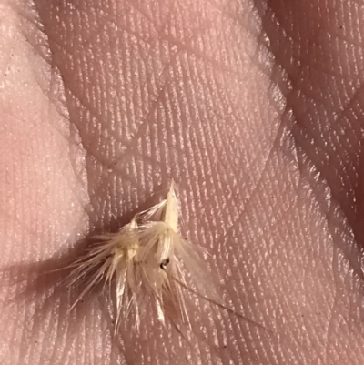 Rytidosperma laeve (Bare-backed Wallaby Grass) at Molonglo Valley, ACT - 11 Sep 2022 by Tapirlord