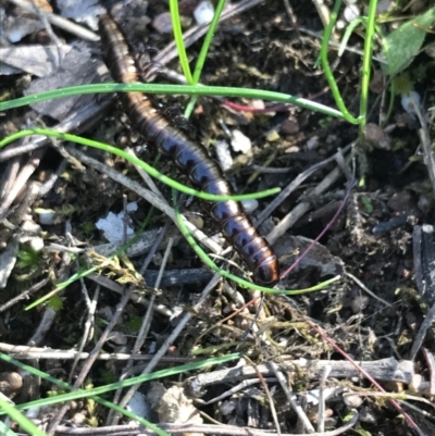 Paradoxosomatidae sp. (family) (Millipede) at Molonglo Valley, ACT - 11 Sep 2022 by Tapirlord