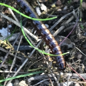 Paradoxosomatidae sp. (family) at Molonglo Valley, ACT - 11 Sep 2022 01:24 PM