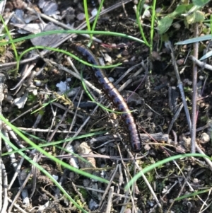 Paradoxosomatidae sp. (family) at Molonglo Valley, ACT - 11 Sep 2022 01:24 PM