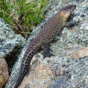 Egernia cunninghami at Molonglo Valley, ACT - 4 Nov 2022