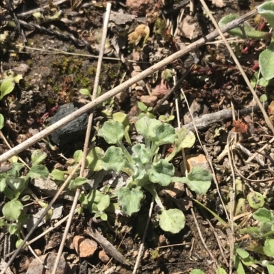 Stuartina muelleri (Spoon Cudweed) at Molonglo Valley, ACT - 11 Sep 2022 by Tapirlord