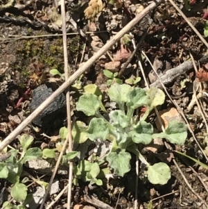 Stuartina muelleri at Molonglo Valley, ACT - 11 Sep 2022