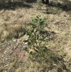 Acacia obliquinervia at Molonglo Valley, ACT - 11 Sep 2022