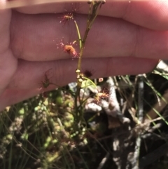 Drosera auriculata (Tall Sundew) at Molonglo Valley, ACT - 11 Sep 2022 by Tapirlord