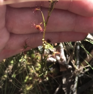 Drosera auriculata at Molonglo Valley, ACT - 11 Sep 2022