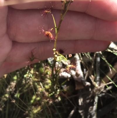 Drosera auriculata (Tall Sundew) at Molonglo Valley, ACT - 11 Sep 2022 by Tapirlord