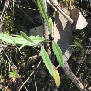 Senecio prenanthoides at Molonglo Valley, ACT - 11 Sep 2022