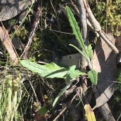 Senecio prenanthoides at Molonglo Valley, ACT - 11 Sep 2022