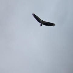 Haliaeetus leucogaster (White-bellied Sea-Eagle) at Mundarlo, NSW - 3 Nov 2022 by Darcy