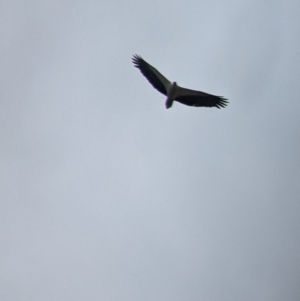 Haliaeetus leucogaster at Mundarlo, NSW - 3 Nov 2022