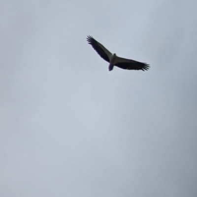 Haliaeetus leucogaster (White-bellied Sea-Eagle) at Mundarlo, NSW - 3 Nov 2022 by Darcy