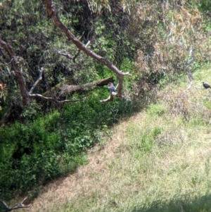 Eurystomus orientalis at Mundarlo, NSW - suppressed