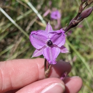 Arthropodium fimbriatum at suppressed - suppressed