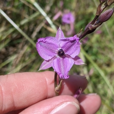 Arthropodium fimbriatum (Nodding Chocolate Lily) at Mundarlo, NSW by Darcy