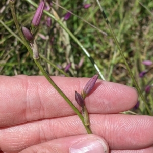 Arthropodium fimbriatum at suppressed - suppressed