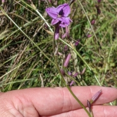 Arthropodium fimbriatum at suppressed - suppressed