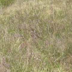 Arthropodium fimbriatum at suppressed - suppressed