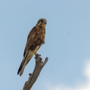 Falco berigora at Gungahlin, ACT - 4 Nov 2022 02:58 PM