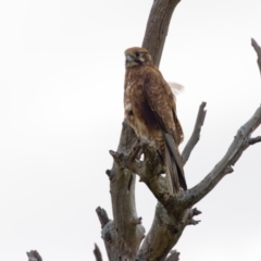 Falco berigora at Gungahlin, ACT - 4 Nov 2022 02:58 PM