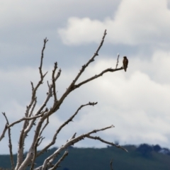 Falco berigora at Gungahlin, ACT - 4 Nov 2022 02:58 PM