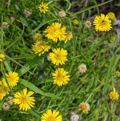 Calotis lappulacea (Yellow Burr Daisy) at Mundarlo, NSW - 3 Nov 2022 by Darcy